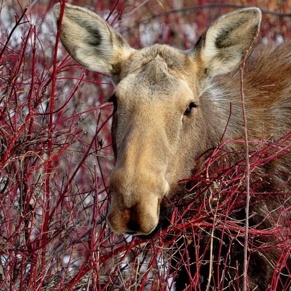 Moose (Alces alces)